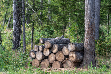 Woodpile. Firewood stacked in a woodpile. Stock of firewood in the forest.