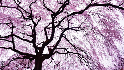 京都本満寺の枝垂れ桜