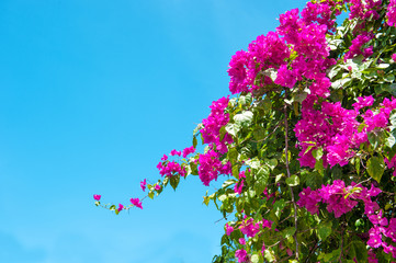 Rhododendron blossoming Pink spring flowers blue sky