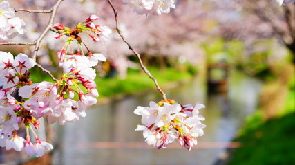 伏見十石舟と桜