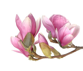 pink magnolia © anphotos99
