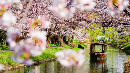 伏見十石舟と桜