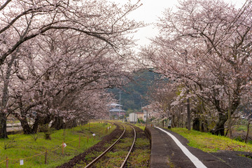 [佐賀県]浦ノ崎駅の桜