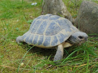 Ordinary turtle, mediterranean spur thighed tortoise, about 10-15 cm in size on the ground between...