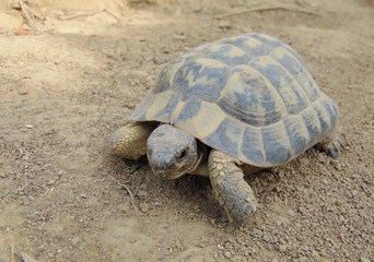 mediterranean spur thighed tortoise about 10 cm in size crawling on the ground in the natural habitat on a sunny day