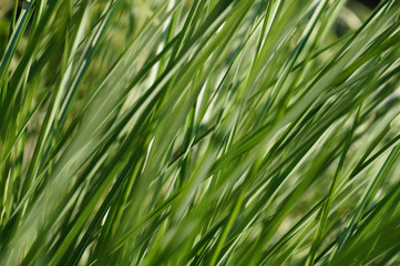 Fototapeta na wymiar Spring background. A cluster of tall grass illuminated by the rays of the sun.
