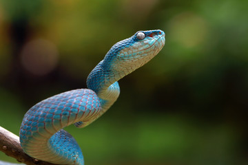 Blue viper snake ready to attack, blue insularis
