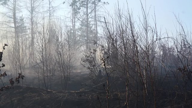 Fire in forest destroys nature - (4K)	