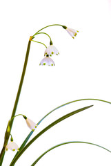 Summer Snowflake (Leucojum aestivum) on White BG