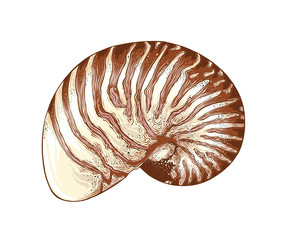 Hand drawn sketch of nautilus shell in color, isolated on white background. Detailed vintage style drawing. Vector illustration