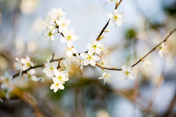 blooming cherry tree in spring