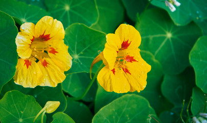 Yellow flower with red spots on a background of green leaves