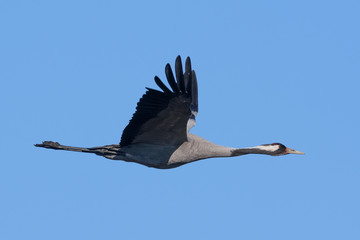 Crane in flight over blue sky