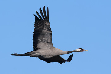 Crane in flight over blue sky