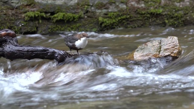 Wasseramsel, White-throated Dipper (Cinclus cinclus)