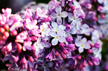 Fototapeta na wymiar Macro view blooming lilac. Springtime landscape with bunch of violet flowers. Selective focus photo.
