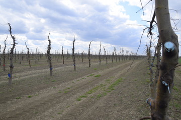 Apple trees in the garden, pruning apple trees