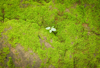 Small plant growing on the rock with green moss in the nature forest