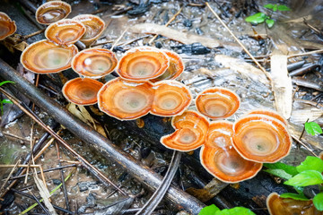 lingzhi mushroom herbal medicine growing on nature forest in the local asia / reishi mushroom