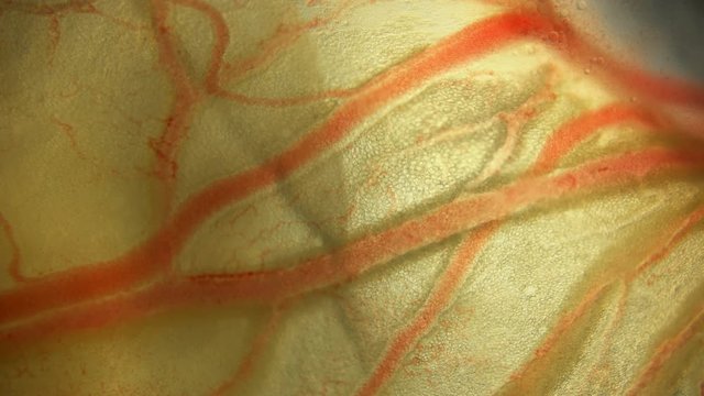 the movement of blood through the vessels in the Coturnix embryo, under a microscope 4K