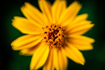 Beautiful yellow flower