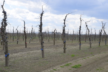 Obraz premium Apple trees in the garden, pruning apple trees