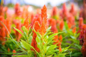 Orange plumed cockscomb or Celosia argentea blossom in the colorful garden spring flower