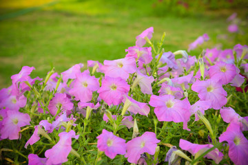 pink petunia flowers blossom in the spring garden nature background