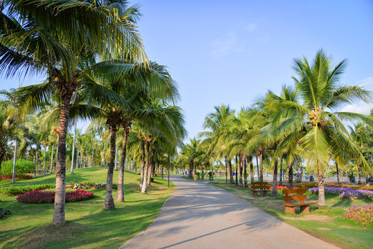 Palm garden and spring flower in the park pathway with palm tree growing and blue sky