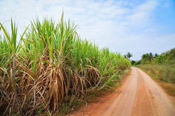 Sugar cane tree growing in the sugarcane field farm with blue sky and dirt gravel road in agriculture countryside