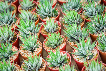 Obraz premium Succulent plants in pots in the garden nursery cactus farm agriculture greenhouse