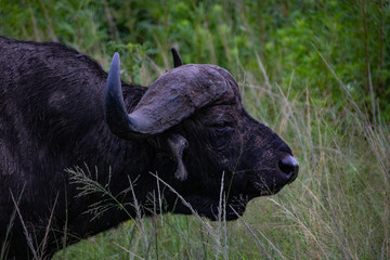 african buffalo, cape buffalo, syncerus caffer, Kruger national park, South Africa