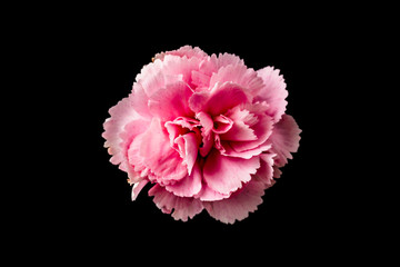 top and close up view of carnation on black