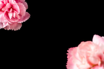 top and close up view of 2 carnation on black
