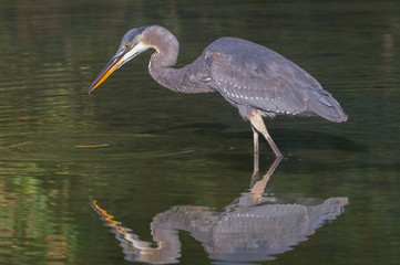 Great Blue heron reflection.