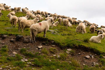 Fototapeta premium Flock of Sheep on top of Mountain Range