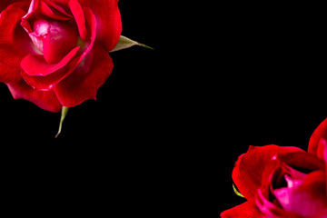 top and close up view of 2 red rose on pink