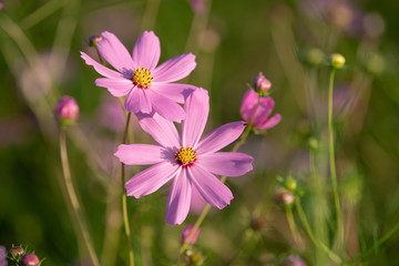 Fototapeta premium Cosmos flowers in the sunlight.