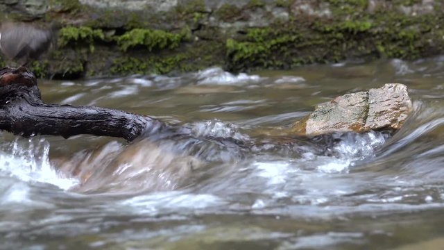 Wasseramsel, White-throated Dipper (Cinclus cinclus)