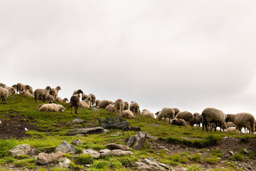 Flock of Sheep on top of Mountain Range