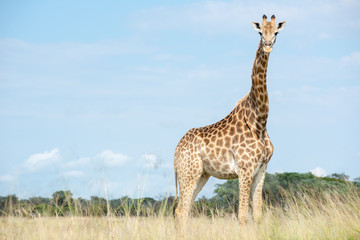 Giraffe looking at the camera