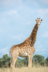 Portrait of a Giraffe looking at the camera