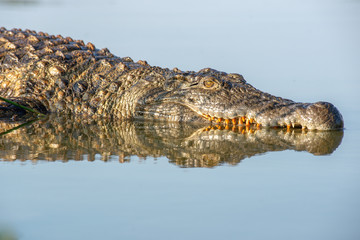 Close-up of crocodile with yellow teeth