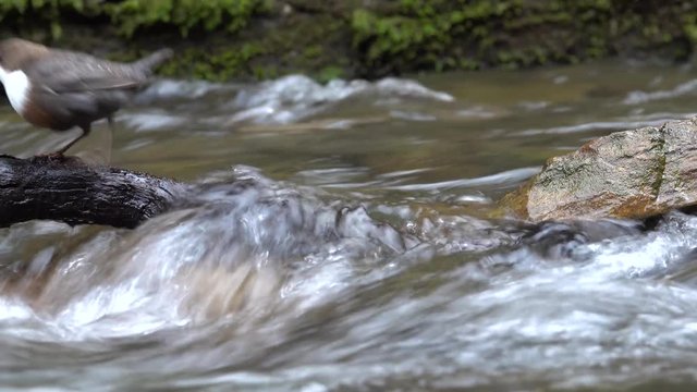 Wasseramsel, White-throated Dipper (Cinclus cinclus)