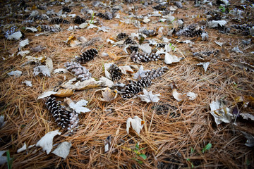 Fallen pIne cones litter the ground