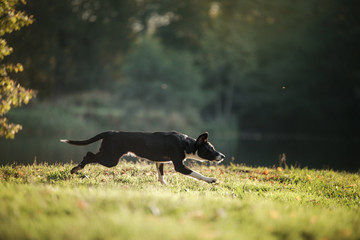 the dog is playing with the disc in nature. Active and funny black border collie, pet plays