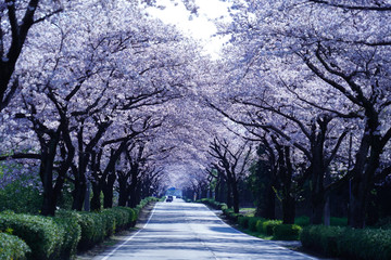 桜の花が満開となってトンネルとなった春の道路