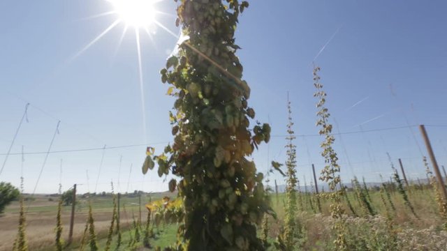 Beer Hops growing on Vine