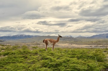 Patagonian Guanaco