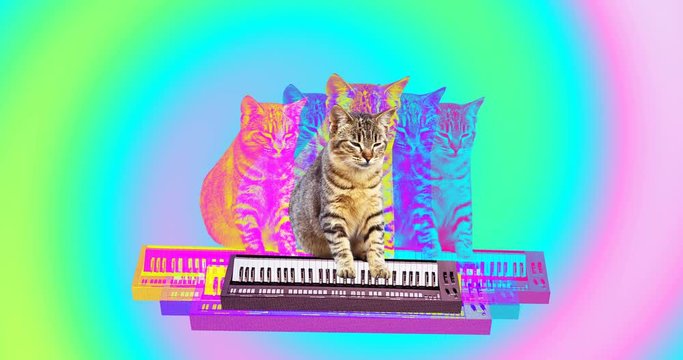 Minimal animation gif art. Funny cat with a synthesizer. 